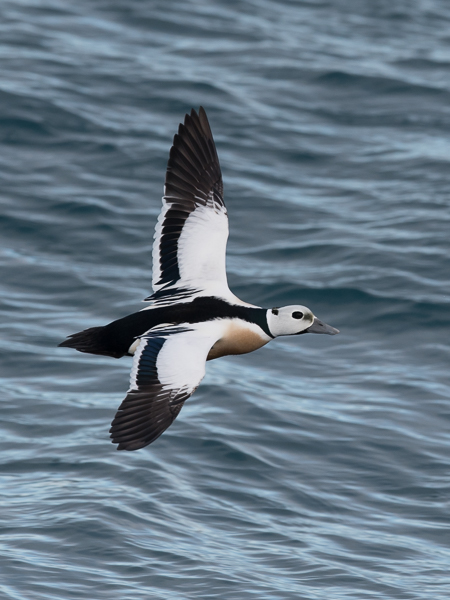 Allihaahka, Steller's Eider, Polysticta stelleri