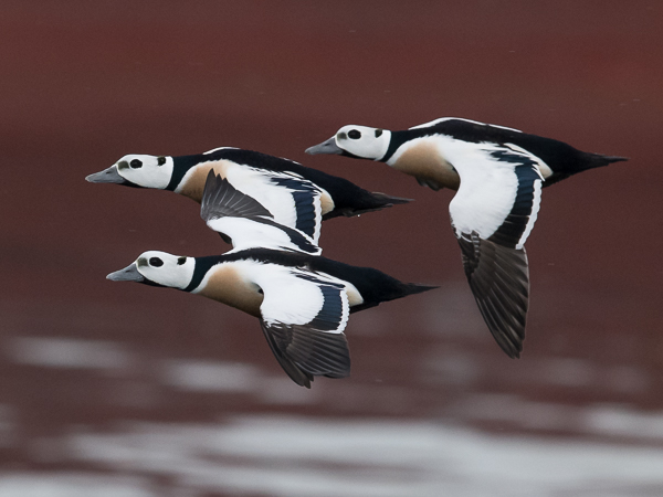 Allihaahka, Steller's Eider, Polysticta stelleri