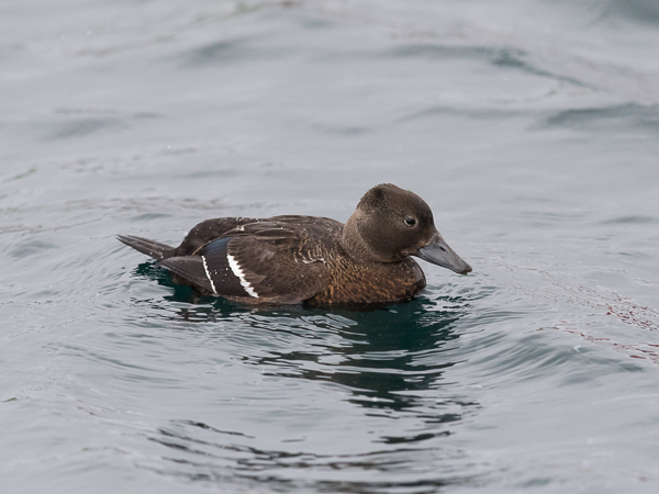 Allihaahka, Steller's Eider, Polysticta stelleri
