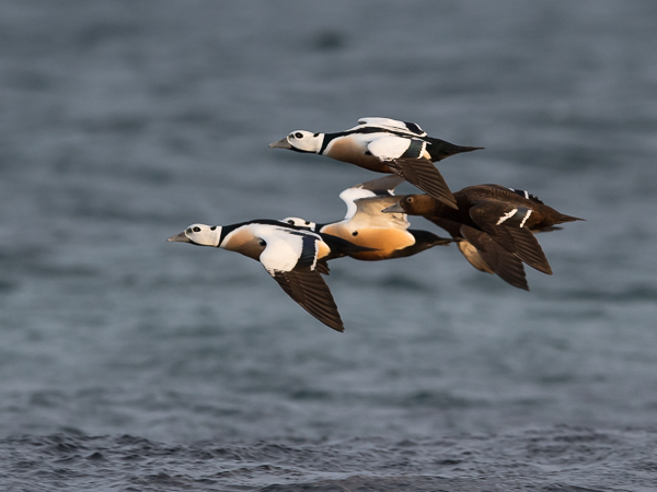 Allihaahka, Steller's Eider, Polysticta stelleri