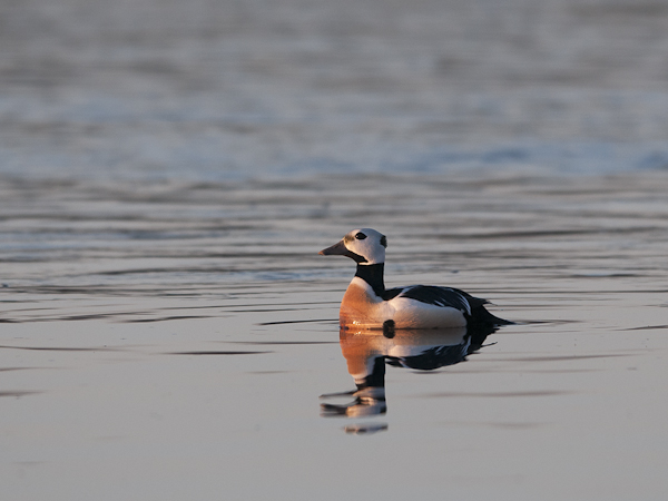 Allihaahka, Steller's Eider, Polysticta stelleri