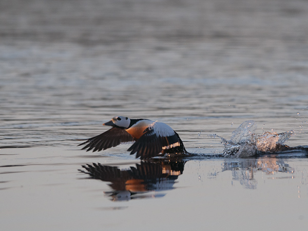 Allihaahka, Steller's Eider, Polysticta stelleri