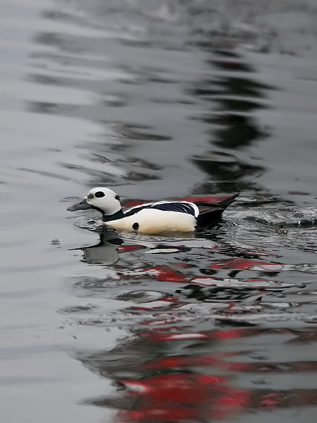 Allihaahka, Steller's Eider, Polysticta stelleri