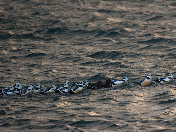 Allihaahka, Steller's Eider, Polysticta stelleri