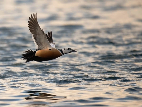 Allihaahka, Steller's Eider, Polysticta stelleri