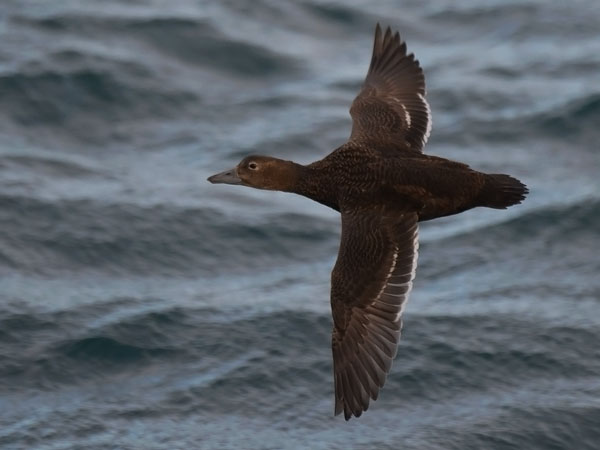 Allihaahka, Steller's Eider, Polysticta stelleri