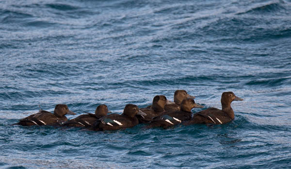 Allihaahka, Steller's Eider, Polysticta stelleri