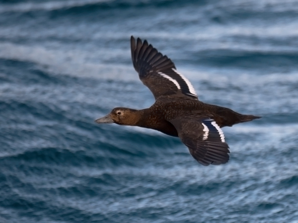 Allihaahka, Steller's Eider, Polysticta stelleri
