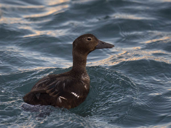 Allihaahka, Steller's Eider, Polysticta stelleri