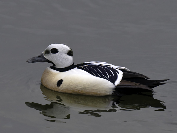 Allihaahka, Steller's Eider, Polysticta stelleri