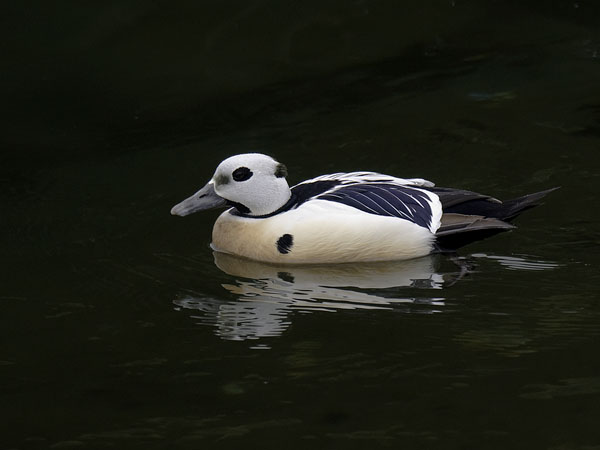 Allihaahka, Steller's Eider, Polysticta stelleri