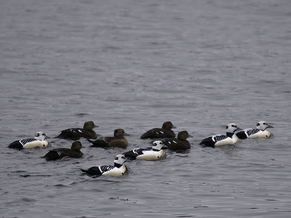 Allihaahka, Steller's Eider, Polysticta stelleri