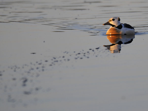 Allihaahka, Steller's Eider, Polysticta stelleri
