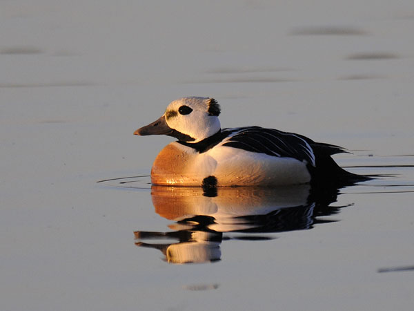 Allihaahka, Steller's Eider, Polysticta stelleri