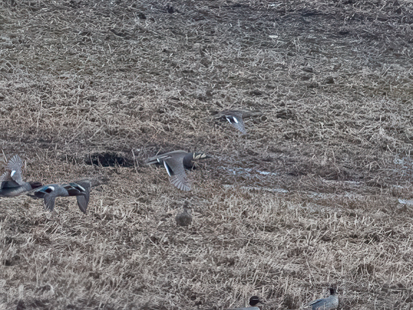 Siperiantavi, Baikal Teal, Sibrionetta formosa