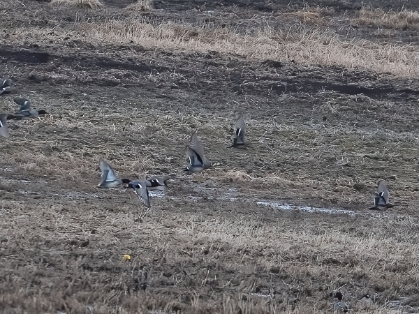 Siperiantavi, Baikal Teal, Sibrionetta formosa