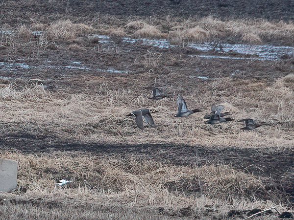 Siperiantavi, Baikal Teal, Sibrionetta formosa