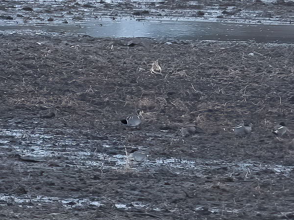Siperiantavi, Baikal Teal, Sibrionetta formosa