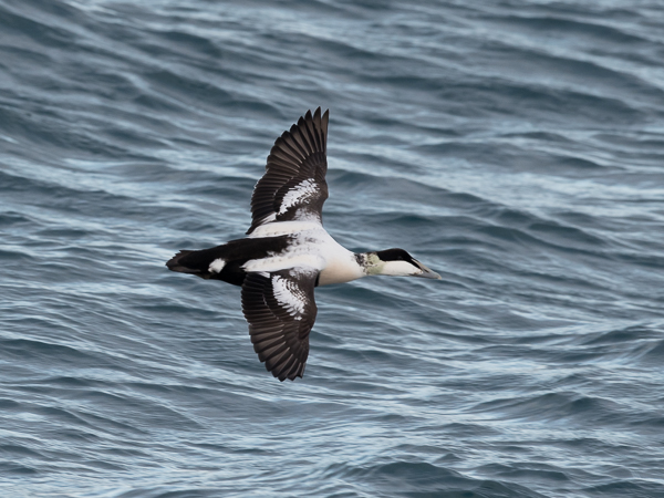 Haahka, Common Eider, Somateria mollissima