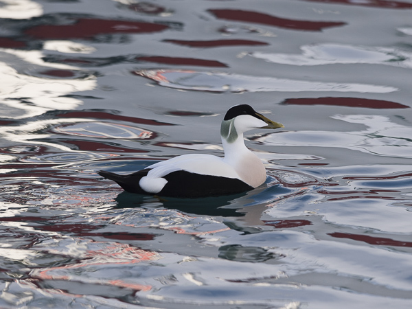 Haahka, Common Eider, Somateria mollissima