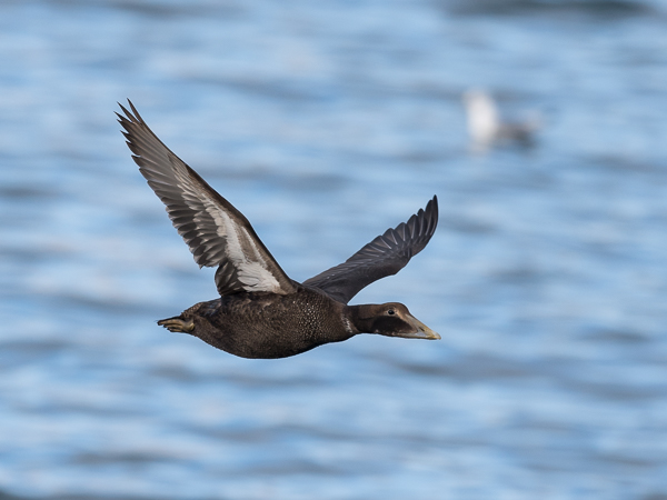 Haahka, Common Eider, Somateria mollissima