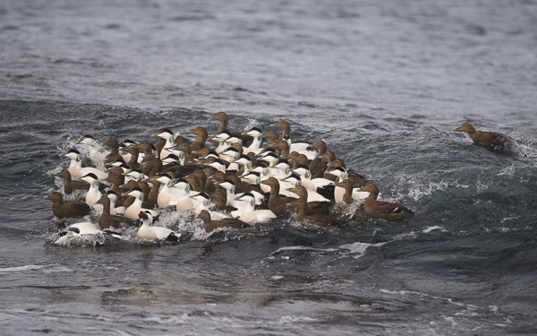 Haahka, Common Eider, Somateria mollissima