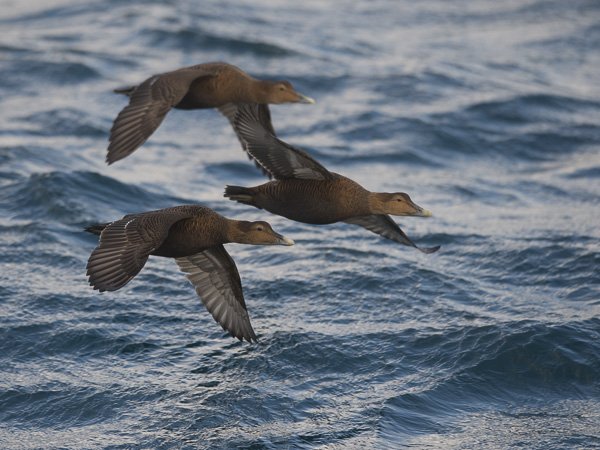 Haahka, Common Eider, Somateria mollissima