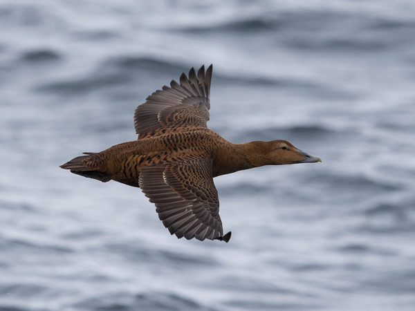 Haahka, Common Eider, Somateria mollissima