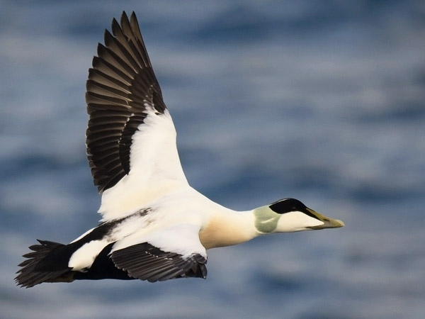 Haahka, Common Eider, Somateria mollissima