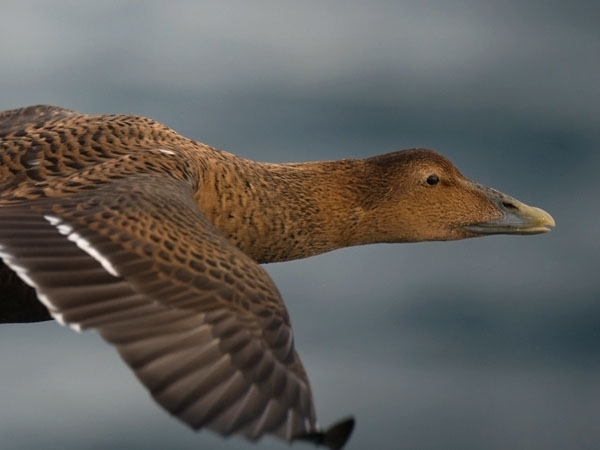 Haahka, Common Eider, Somateria mollissima