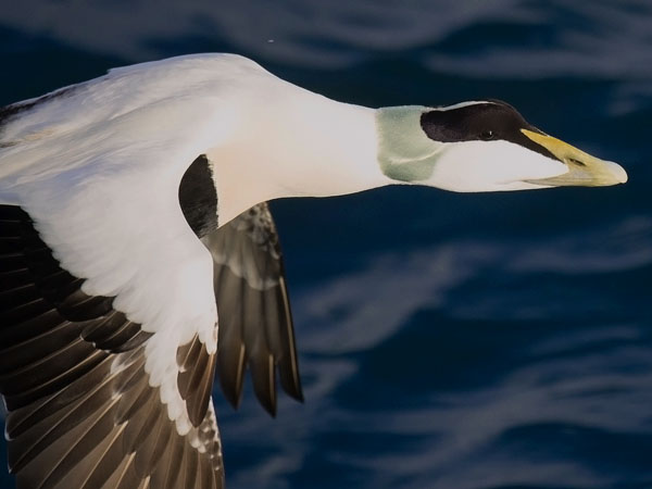 Haahka, Common Eider, Somateria mollissima