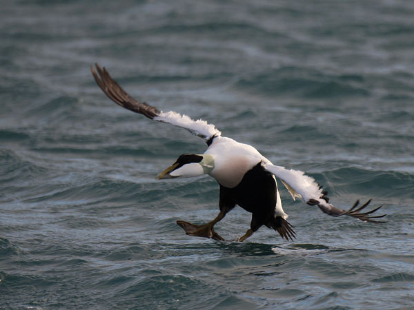 Haahka, Common Eider, Somateria mollissima