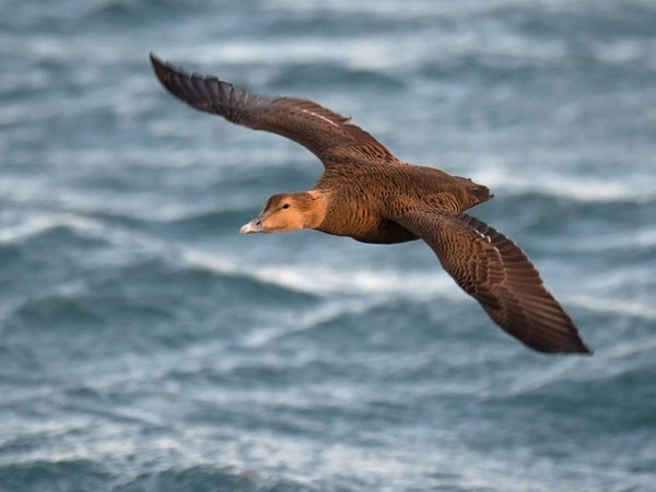 Haahka, Common Eider, Somateria mollissima