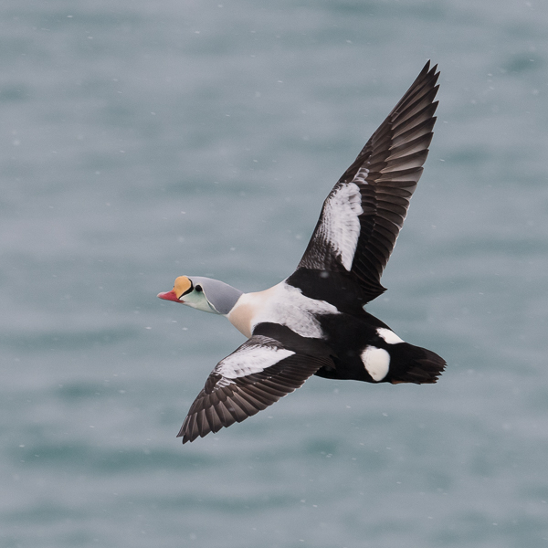Kyhmyhaahka, King Eider, Somateria spectabilis