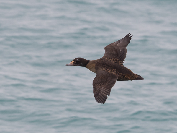 Kyhmyhaahka, King Eider, Somateria spectabilis
