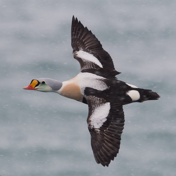 Kyhmyhaahka, King Eider, Somateria spectabilis