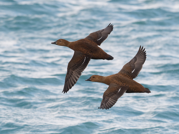 Kyhmyhaahka, King Eider, Somateria spectabilis