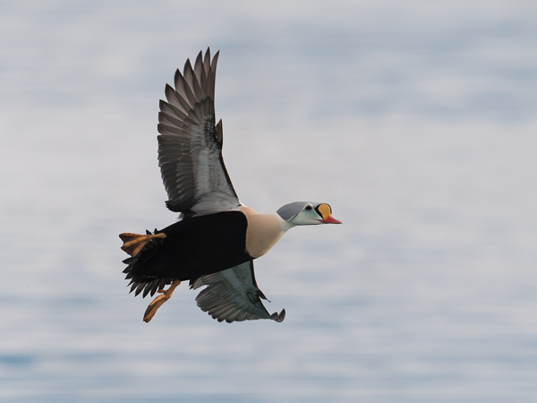 Kyhmyhaahka, King Eider, Somateria spectabilis