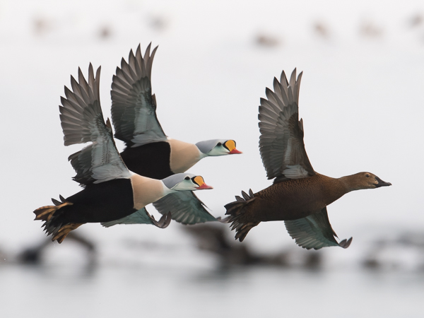 Kyhmyhaahka, King Eider, Somateria spectabilis