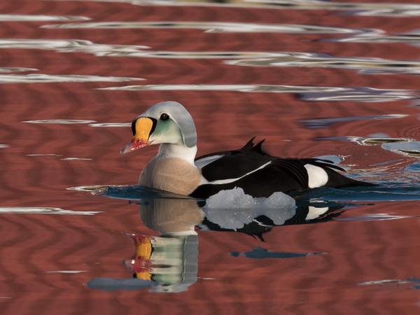 Kyhmyhaahka, King Eider, Somateria spectabilis