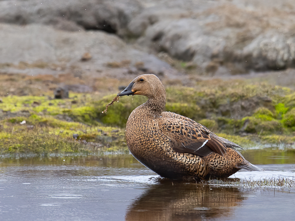 Kyhmyhaahka, King Eider, Somateria spectabilis