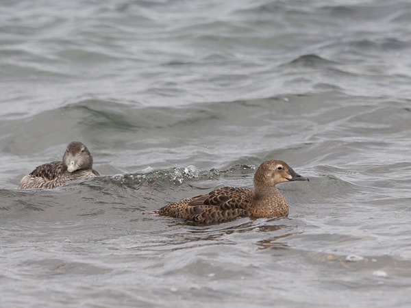 Kyhmyhaahka, King Eider, Somateria spectabilis