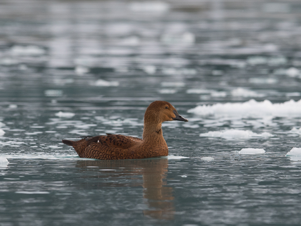 Kyhmyhaahka, King Eider, Somateria spectabilis