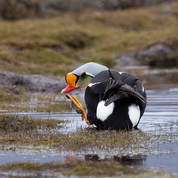 Kyhmyhaahka, King Eider, Somateria spectabilis