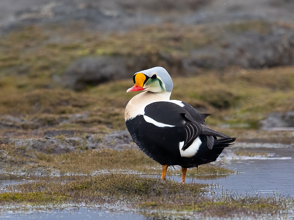 Kyhmyhaahka, King Eider, Somateria spectabilis