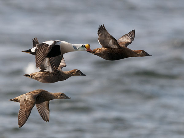 Kyhmyhaahka, King Eider, Somateria spectabilis