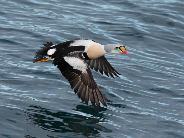 Kyhmyhaahka, King Eider, Somateria spectabilis