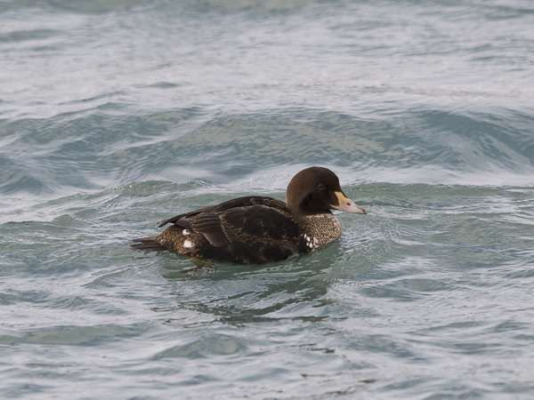 Kyhmyhaahka, King Eider, Somateria spectabilis