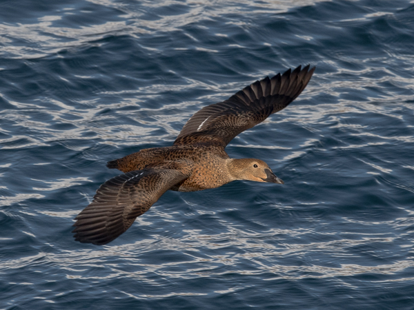 Kyhmyhaahka, King Eider, Somateria spectabilis