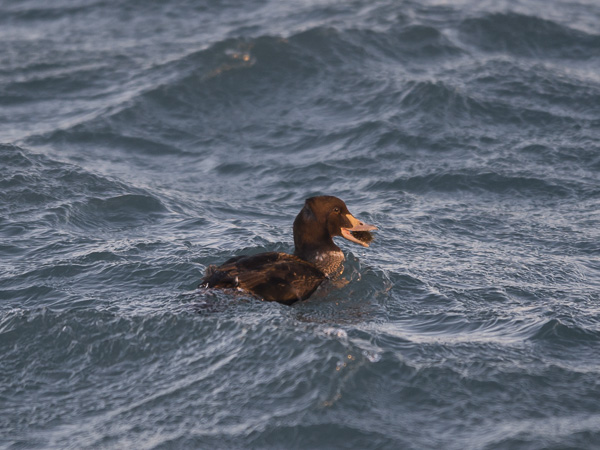 Kyhmyhaahka, King Eider, Somateria spectabilis